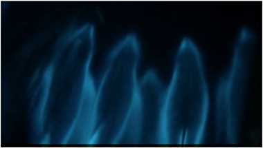 dolphins bioluminescence at night as they swim.png